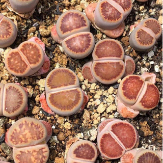 Sen đá Mông Lithops thạch lan đá sống