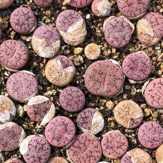 Sen đá Mông Lithops thạch lan đá sống