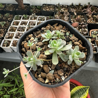 [ĐỌC.KỸ.MÔ.TẢ] Sen đá dù hoa hồng mini cây mọng nước phong thuỷ