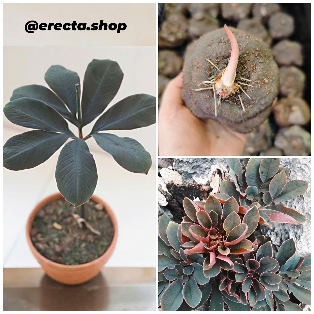 [Củ giống] Cây Amorphophallus atroviridis - Cây nưa Thái Lan | Cây cảnh Thái Lan độc lạ | Erecta sho