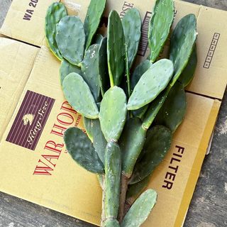 Xương rồng tai thỏ loại Trung ( cao từ 0,7 -1,2m )