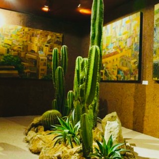 Xương rồng trụ đơn có gai ( loại ngắn và trung ) decor sân vườn, công trình