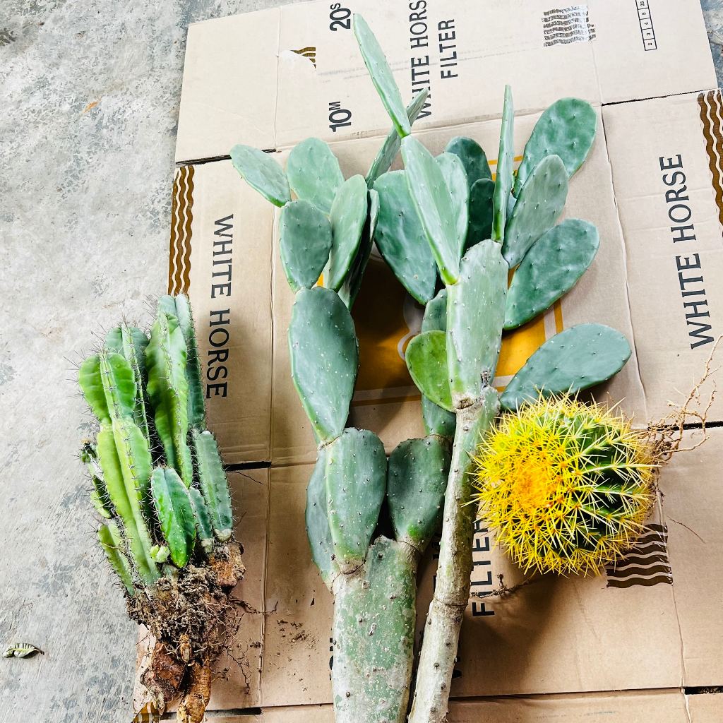 Xương rồng tai thỏ loại Trung ( cao từ 0,7 -1,2m )
