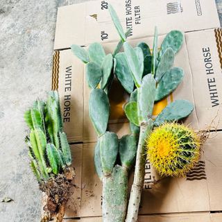 Xương rồng trụ đơn có gai ( loại ngắn và trung ) decor sân vườn, công trình