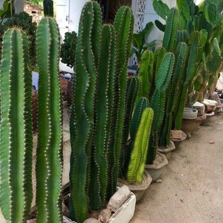 Xương rồng trụ đơn có gai ( loại ngắn và trung ) decor sân vườn, công trình
