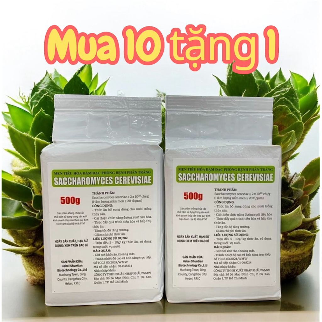 Nấm men Saccharomyces xử lý nấm đồng tiền hiệu quả