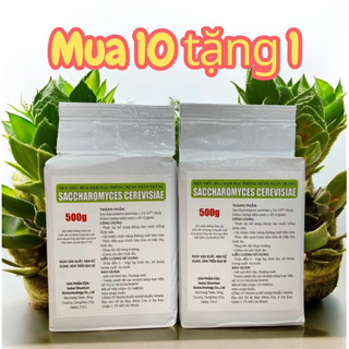 Nấm men Saccharomyces xử lý nấm đồng tiền hiệu quả