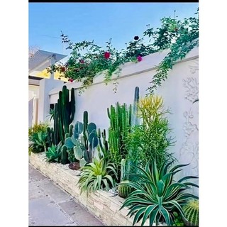 Xương rồng trụ đơn có gai ( loại ngắn và trung ) decor sân vườn, công trình