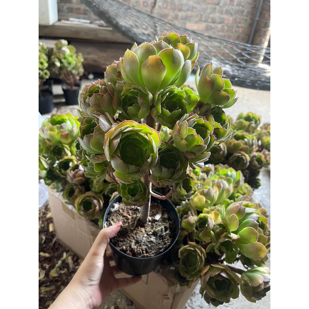 sen đá nữ vương,sen đá Aeo cây khỏe đẹp