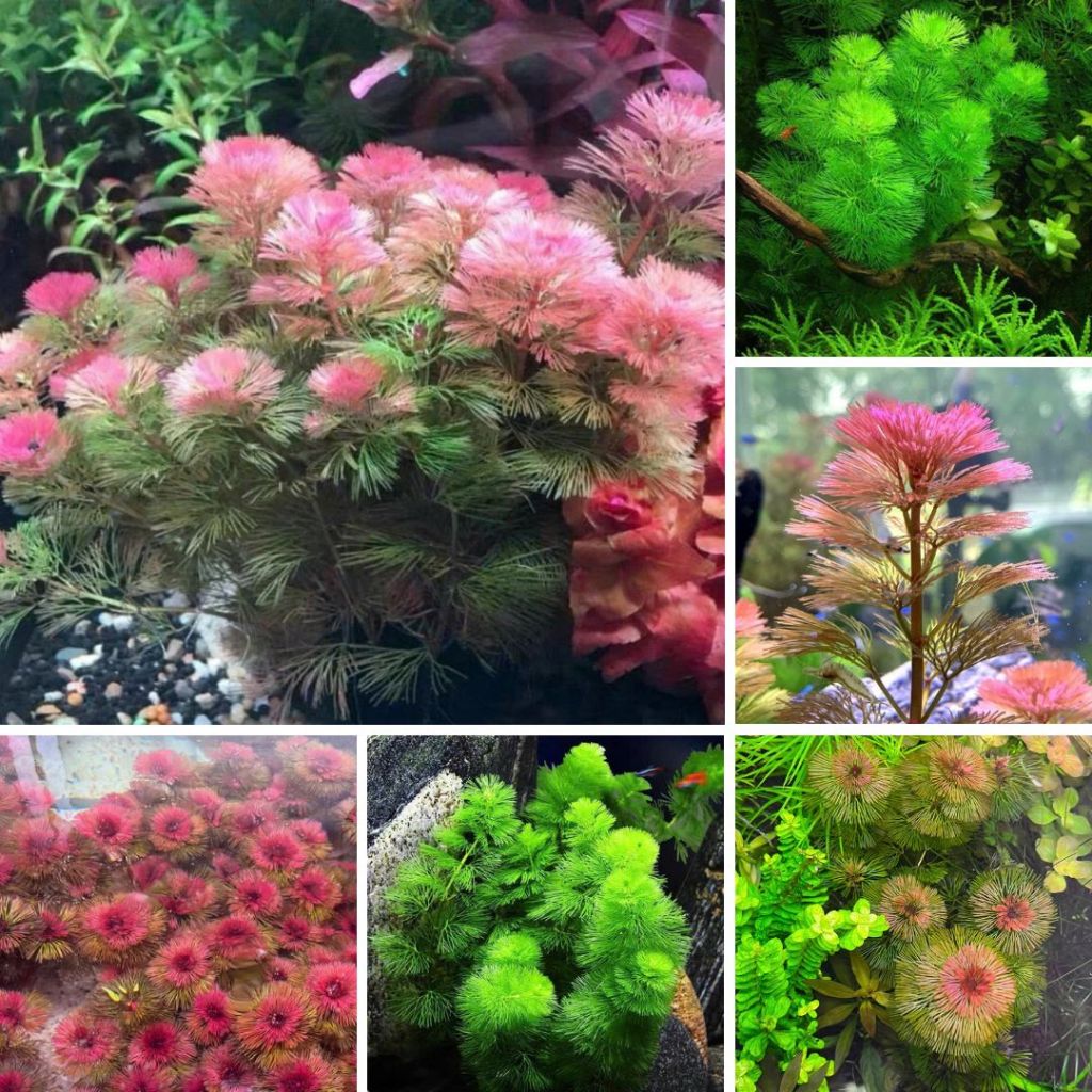 Rong la hán đỏ, la hán xanh thả bể cá không cần Co2