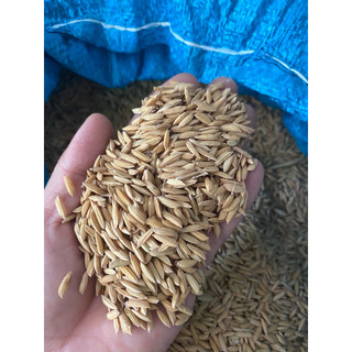 lúa khô cho gà, chim cảnh