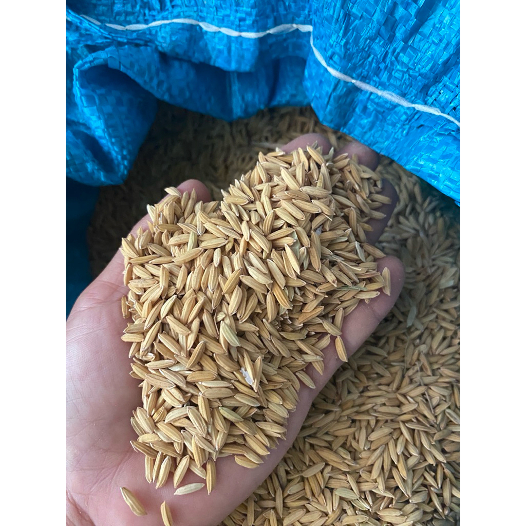 lúa khô cho gà, chim cảnh
