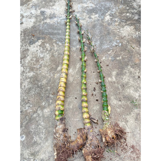 gốc tre đốt trồng kiểng(trúc đùi gà )
