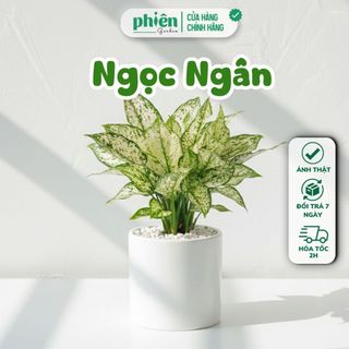  Chậu Cây Ngọc Ngân Để Bàn Phong Thuỷ Kèm Chậu Gốm Quà Tặng Đồng Nghiệp Doanh Nghiệp Đối Tác Bạn Bè 