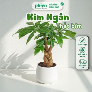  Chậu Cây Kim Ngân thắt bím Kim Ngân nơ để bàn kèm chậu gốm tráng men 