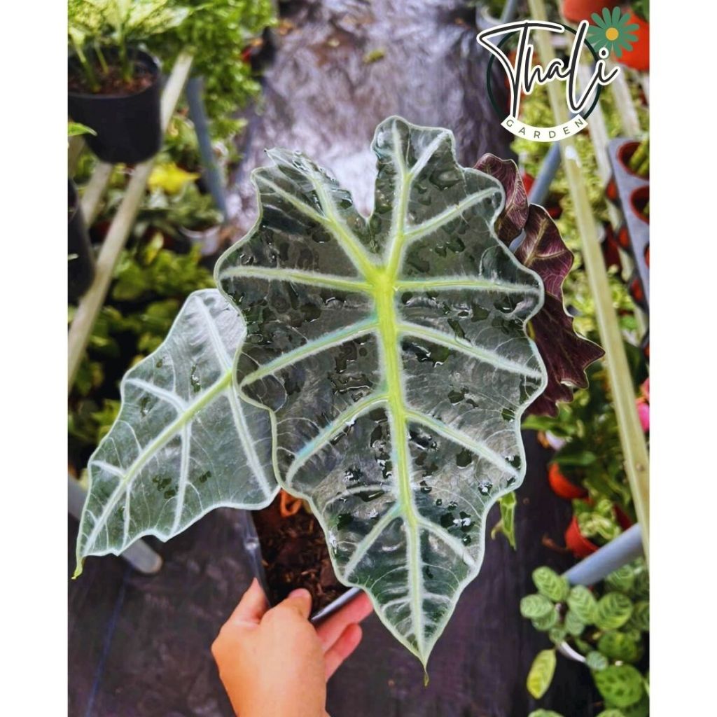 Polly lá lớn (Môn Quan Âm) - Cây nội thất văn phòng đẹp mắt, thanh lọc không khí