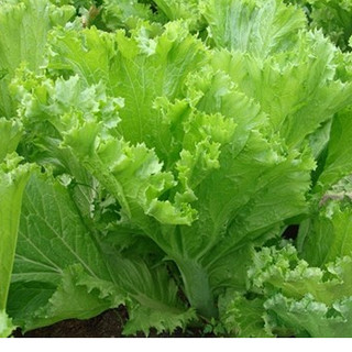 20gram hạt giống cải bẹ mào gà_Date mới nảy 95%