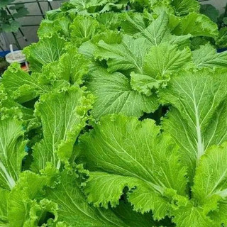 20gram hạt giống cải bẹ mào gà_Date mới nảy 95%