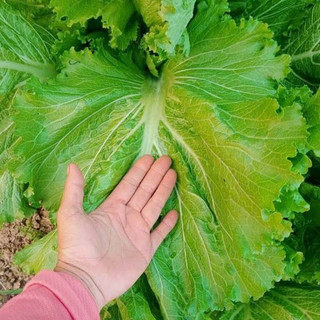 20gram hạt giống cải bẹ mào gà_Date mới nảy 95%