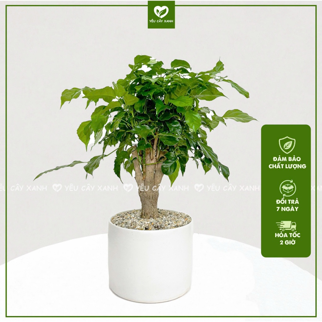 Cây Hạnh Phúc size để bàn kèm chậu gốm (nắng vừa)