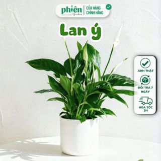  Cây Lan Ý Để Bàn Luôn Có Hoa Phong Thuỷ Kèm Chậu Gốm Tráng Men 
