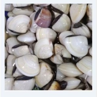 Nghêu sống 1kg , tặng kèm sả