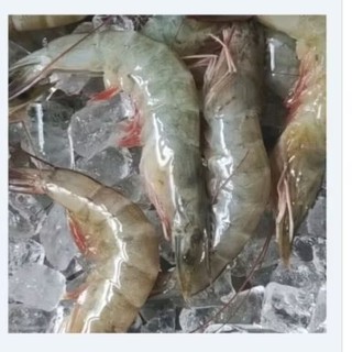 Tôm thẻ ngợp lớn