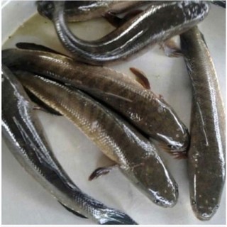 Cá lóc sống bao làm sạch