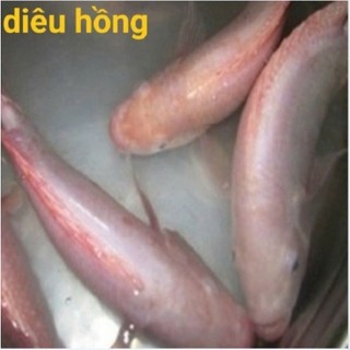 Cá diêu hồng sống bao làm sạch