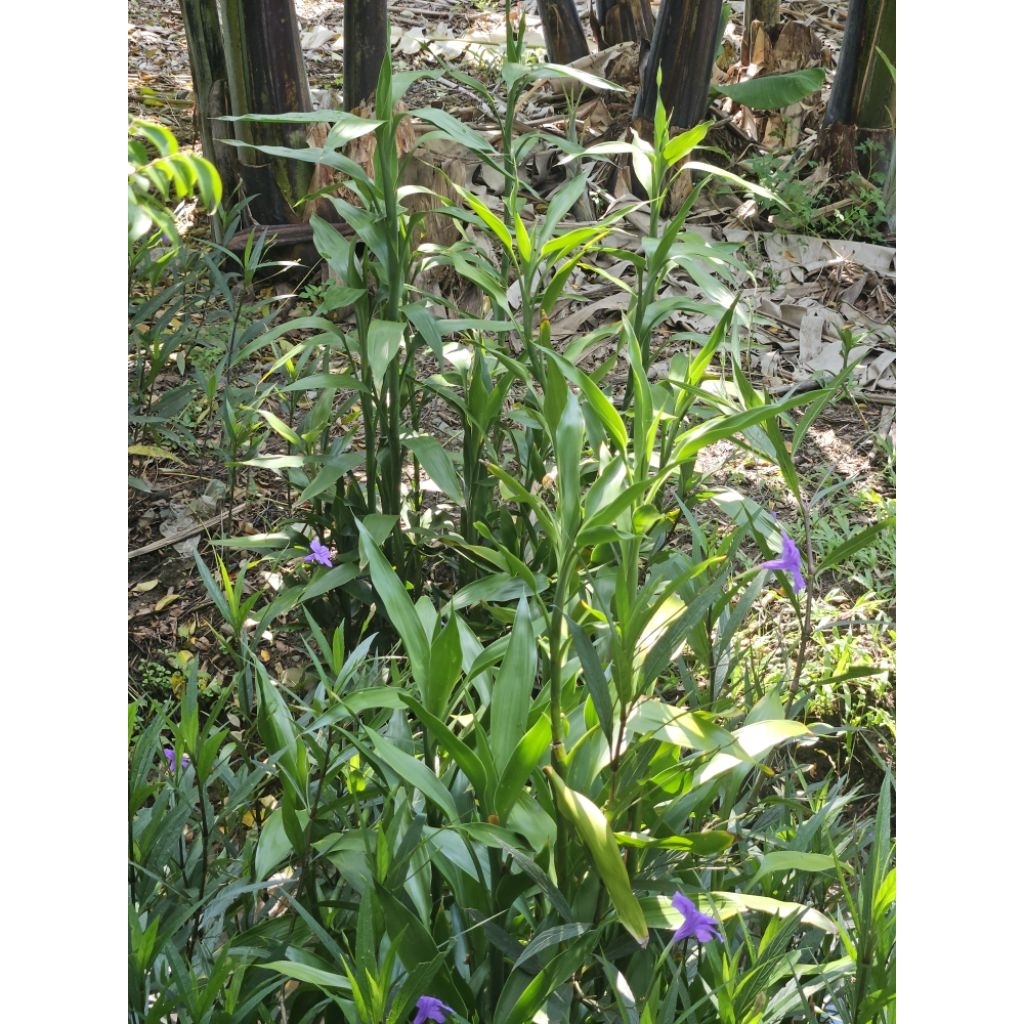 Cây phát tài cắt khúc để trồng set 4 khúc