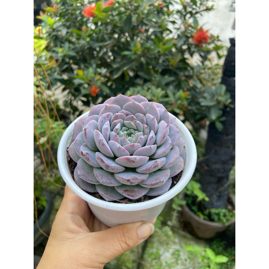 Sen giống mới( size trung)