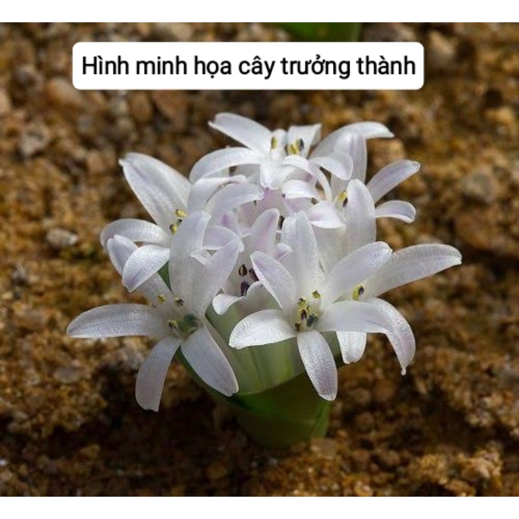 Sen đá lá kiếm gửi cây ko chậu (nhắn tin trước khi đặt hàng)