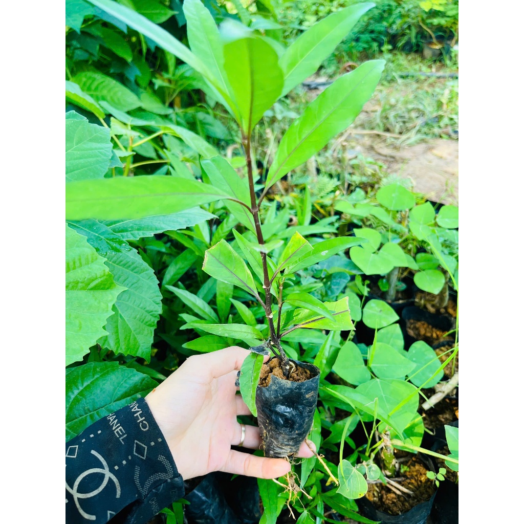 [Huanmai_Garden] Combo 5 cây thanh táo làm giống