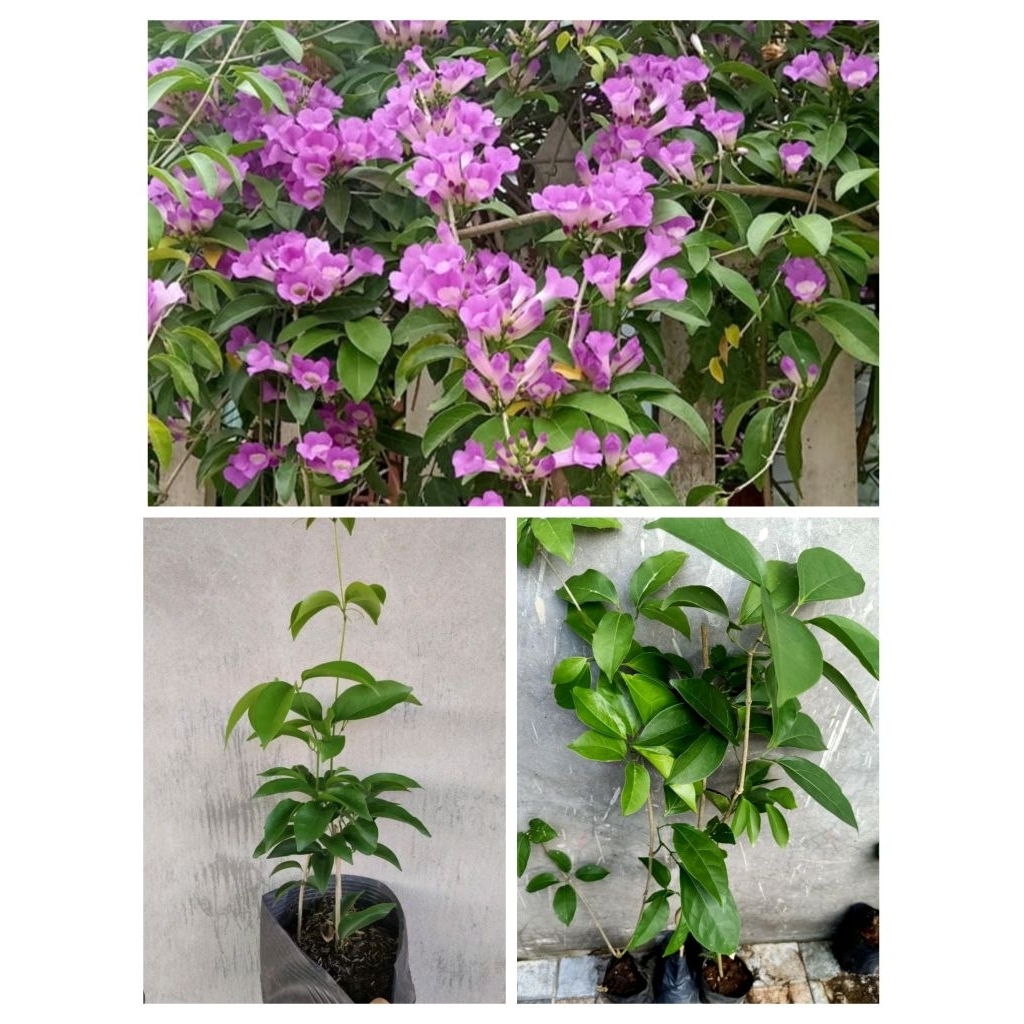 Chậu Lan Tỏi hoa tím ( đang cao 20 - 40cm )