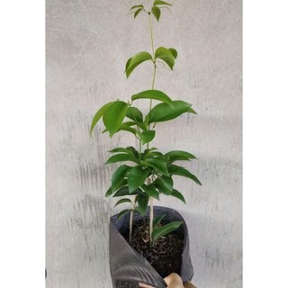 Chậu Lan Tỏi hoa tím ( đang cao 20 - 40cm )