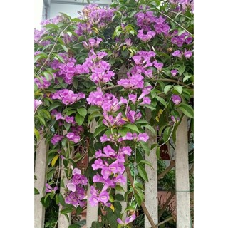 Chậu Lan Tỏi hoa tím ( đang cao 20 - 40cm )