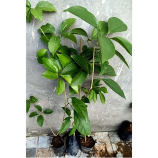 Chậu Lan Tỏi hoa tím ( đang cao 20 - 40cm )