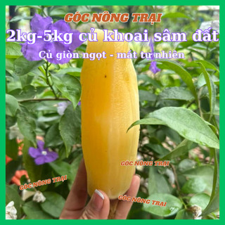  Khoai sâm đất  2kg - 3kg  đặc sản Y Tý - Lào Cai sâm đất ngọt thanh mát. 