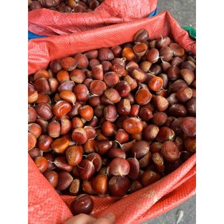 combo 2kg hạt dẻ tươi vàng cơm,bở,ngọt.