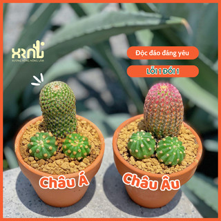 Combo xương rồng Xuýt Xoa - XƯƠNG RỒNG NÔNG LÂM