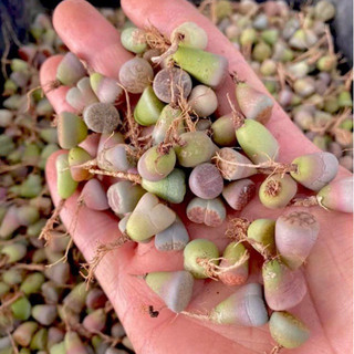 [1 cây] Sen đá Mông Lipthop thạch lan cây nhổ 0,5-4cm
