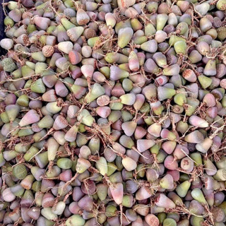 [1 cây] Sen đá Mông Lipthop thạch lan cây nhổ 0,5-4cm