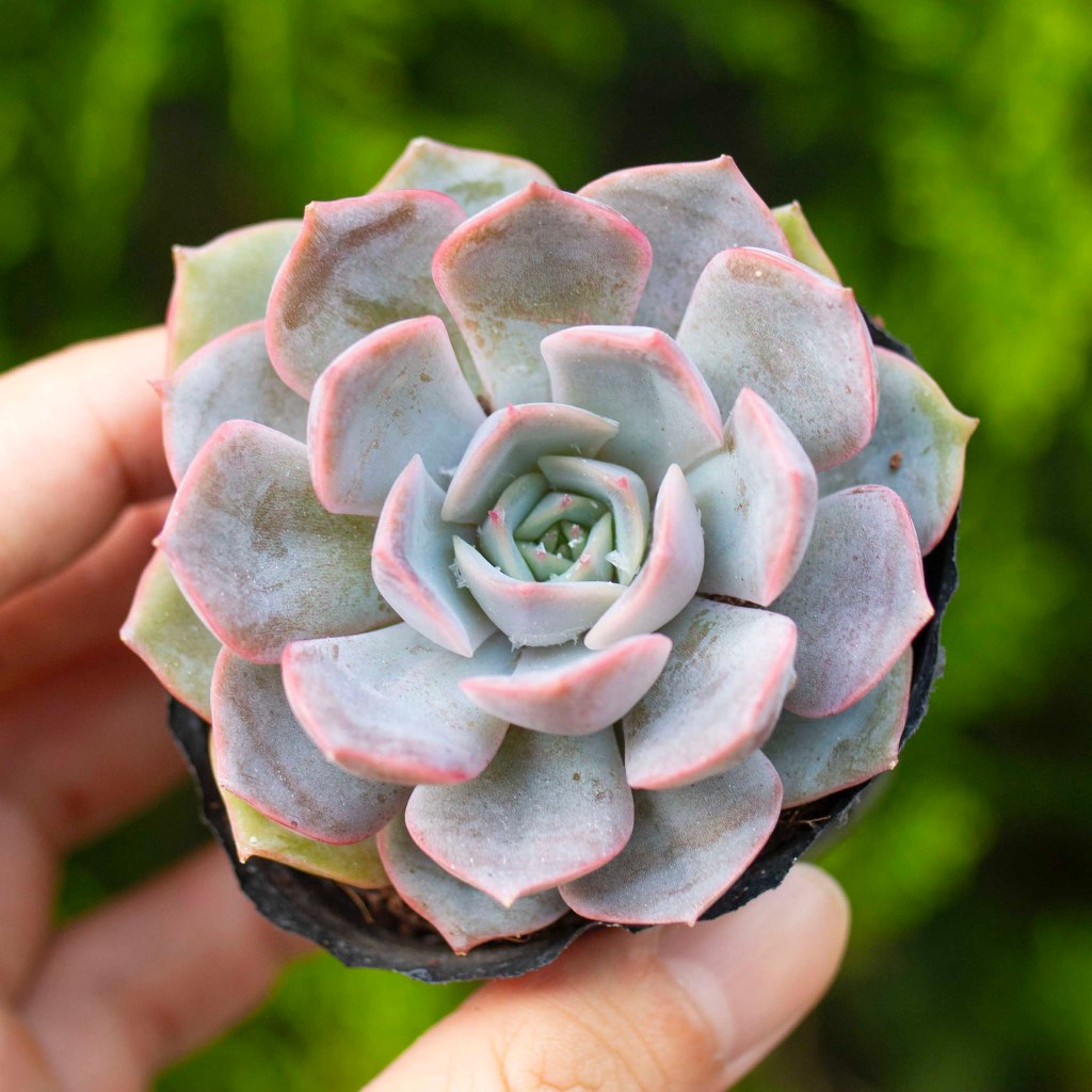 Sen đá viền tím 5-7cm - Vườn sen đá