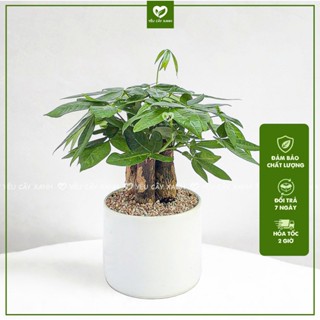 Cây Kim Ngân 3 thân - Cây Kim Ngân Tam Lộc để bàn, Hợp Phong Thủy Kèm Chậu Sứ Dễ Chăm Sóc