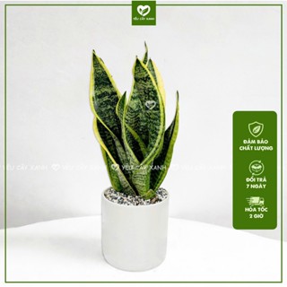  Cây Lưỡi Hổ Để Bàn Kèm Chậu Sứ Hợp Phong Thủy Lọc không khí 