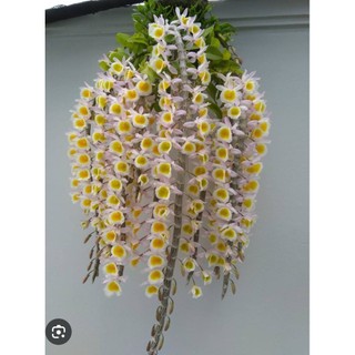 Cụm 5 Thân Long Tu Xuân ( thân dài khoảng 30-40cm)