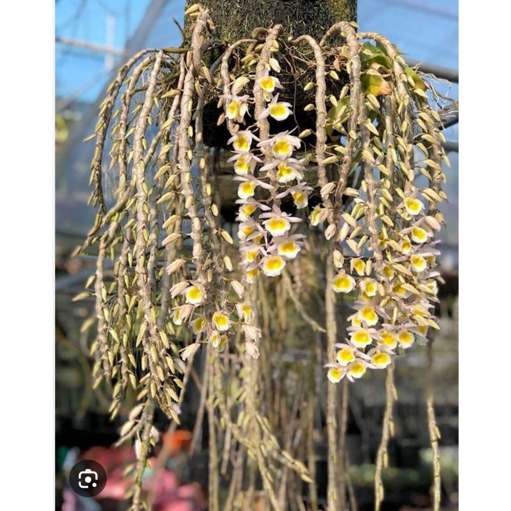 Cụm 5 Thân Long Tu Xuân ( thân dài khoảng 30-40cm)