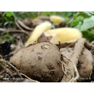 [ 1 Kg Khoai Sâm Đất size mini 10-12 củ/kg ] HƯ SHOP HOÀN TIỀN KO CẦN HOÀN HÀNG