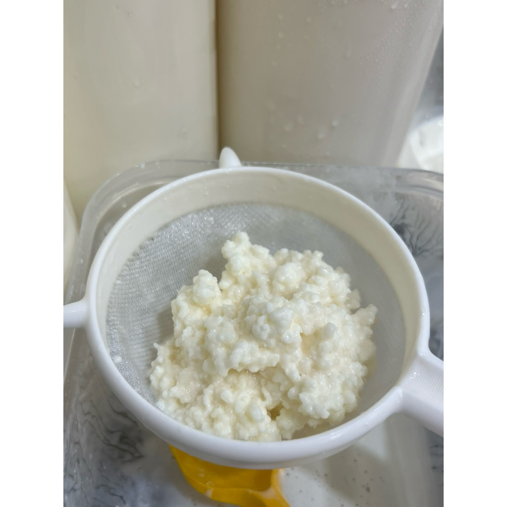 Nấm Kefir làm sữa chua đảm bảo thành công 100% nấm Tây Tạng làm sữa chua tốt cho tiêu hoá hướng dẫn 