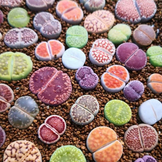 Sen đá Mông Lithops thạch lan đá sống
